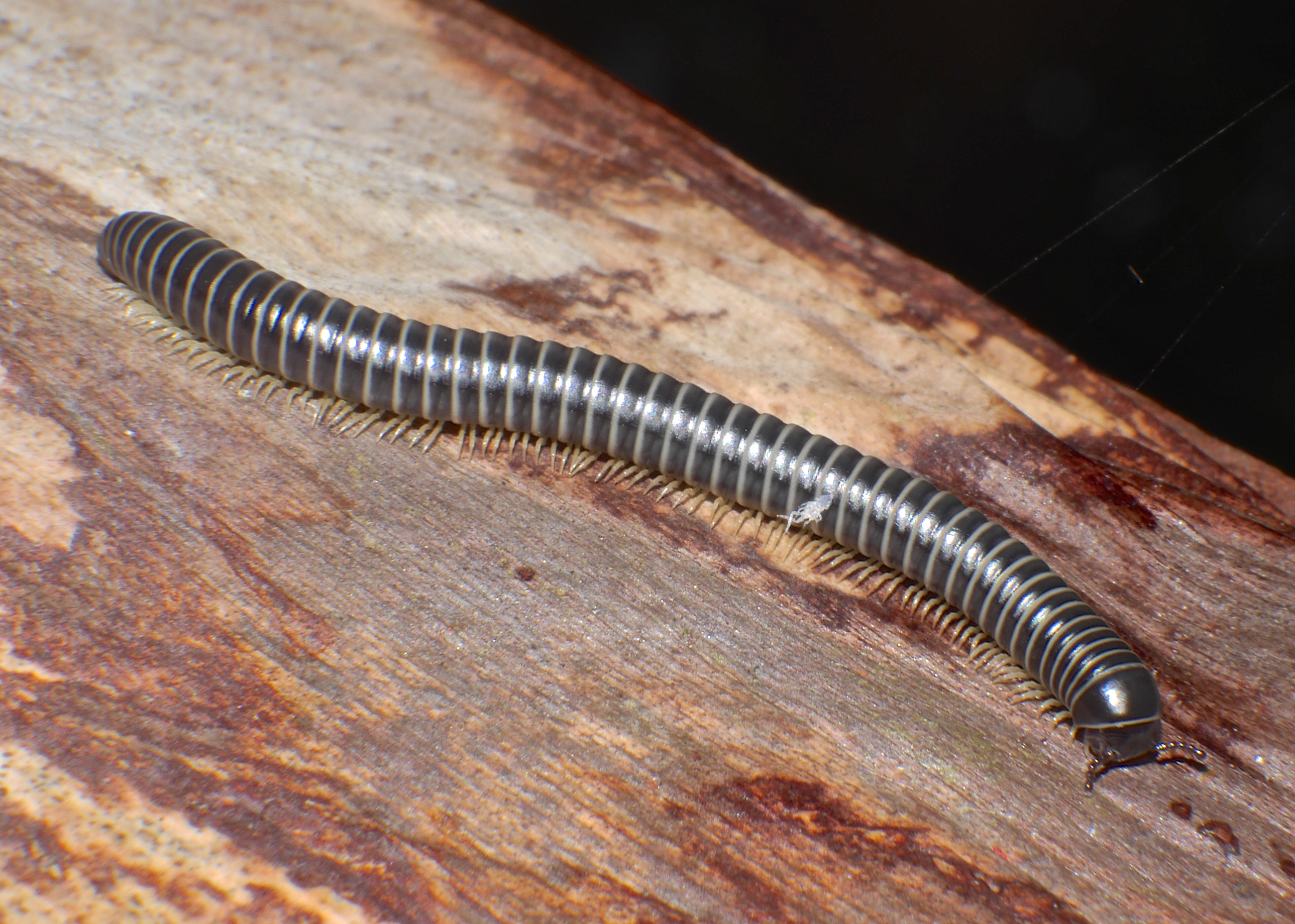 Представитель Семейства Iulomorphidae